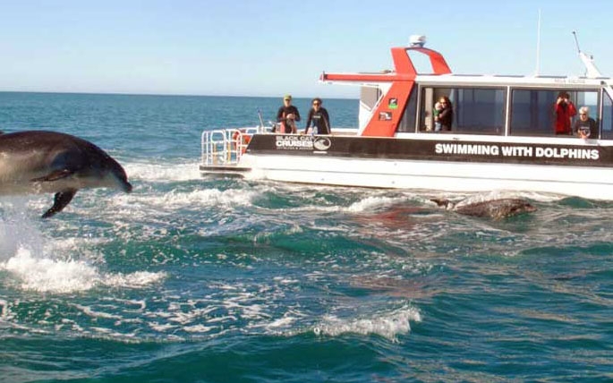 Christchurch activities - swim with dolphins